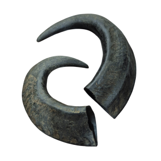 Cuernos de Bufalo para Oya